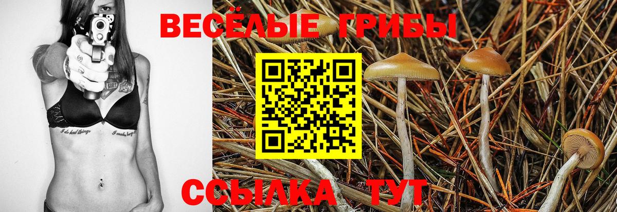 Балашов  Псилоцибиновые грибы Cubensis  Вход с VPN 